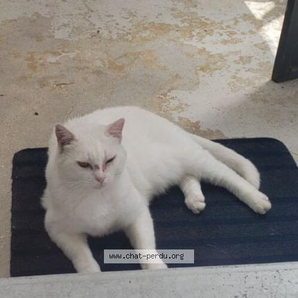 Photo 1/1 Chat retrouvé Perdu à Saintes