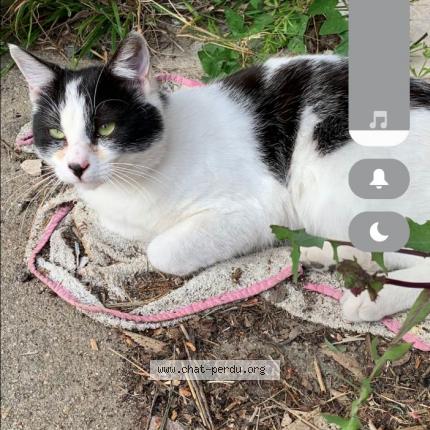 Photo de chat perdu à Nipes