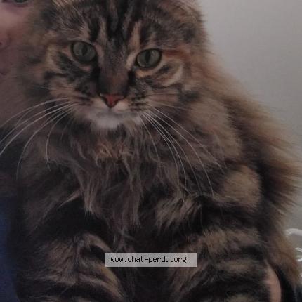 Photo 1/1 LAYA Chat perdu à Aubinges