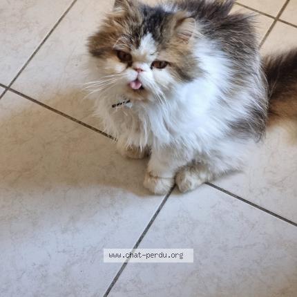 Photo de chat perdu à Toulon