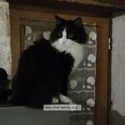 Photo de chat perdu à Bresse Sur Grosne