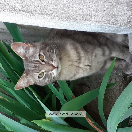 Photo 1/1 Chat retrouvé Perdu à Quincy Sous Senart