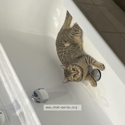 Photo 1/1 Chat retrouvé Perdu à Strasbourg