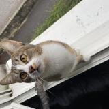 Photo de chat perdu à Divonne Les Bains