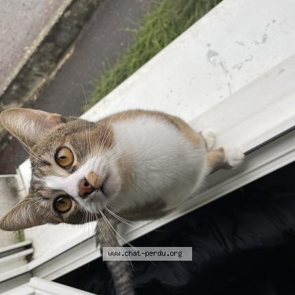 Photo 1/1 Chat retrouvé Perdu à Divonne Les Bains