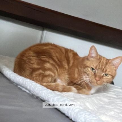 Photo 1/1 Sunday Chat perdu à Miribel