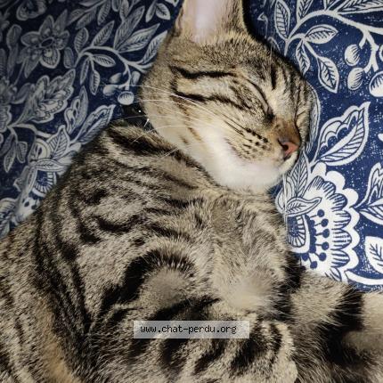 Photo 1/1 Chat retrouvé Perdu à Deuil La Barre
