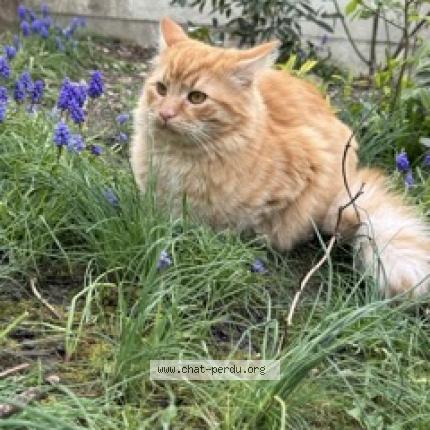 Photo 1/1 Bengala Chat perdu à Savigny sur orge