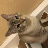 Photo de chat perdu à Hagondange