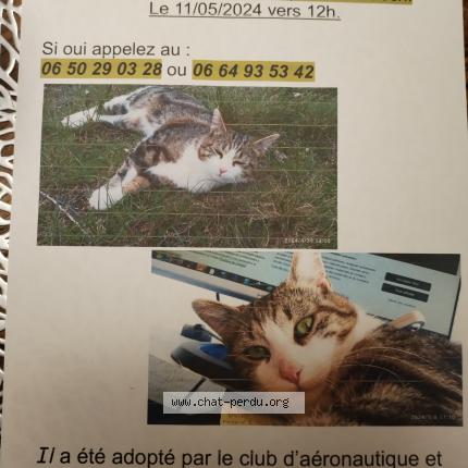 Photo 1/1 Chat retrouvé Perdu à Aspres Sur Buech