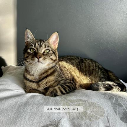 Photo 1/1 Twiny Chat perdu à Wavrin