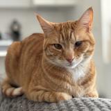 Photo de chat perdu à Le Mans