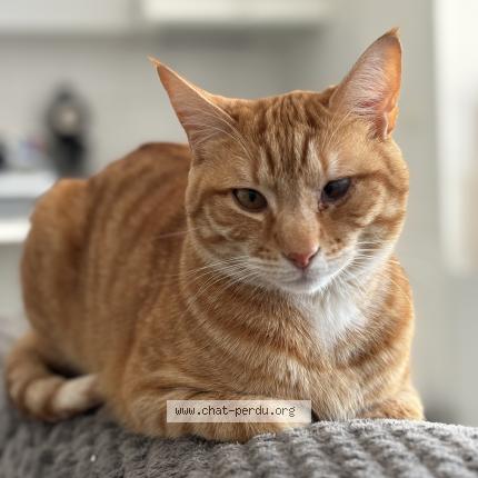 Photo 1/1 Chat retrouvé Perdu à Le mans