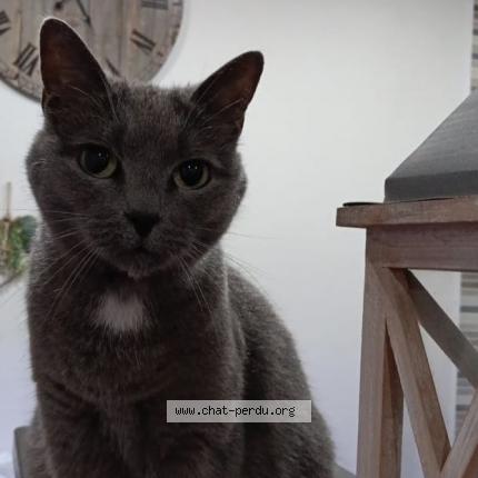 Photo 1/1 Chat retrouvé Perdu à Gagny