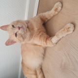 Photo de chat perdu à Le Pecq