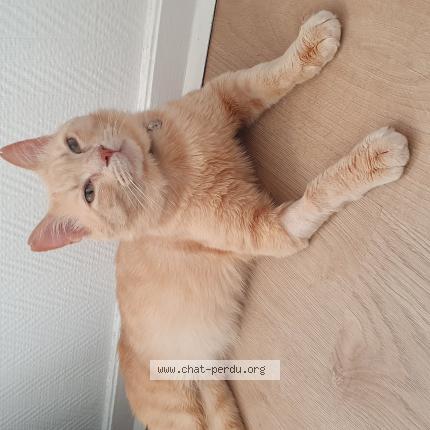 Photo 1/1 Chat retrouvé Perdu à Le pecq