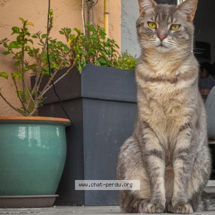 Photo 1/1 Zizou Chat perdu à Chateauneuf de grasse