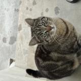Photo de chat trouvé à Vuippens