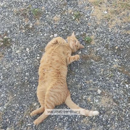 Photo de chat perdu à Bretx