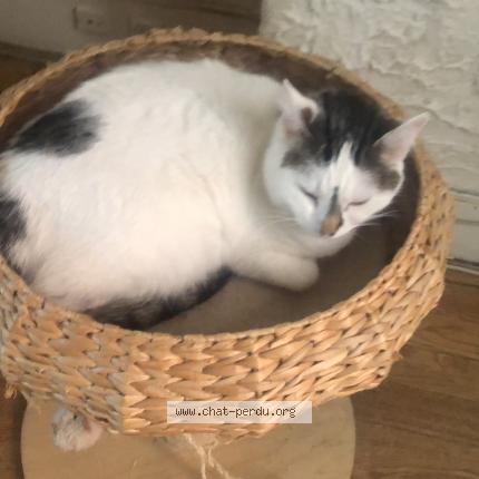 Photo de chat perdu à Thonon Les Bains