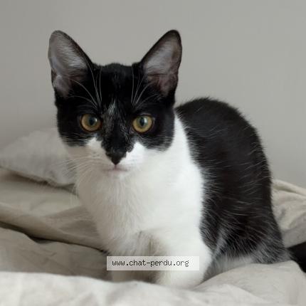Photo 1/1 Chat retrouvé Perdu à Strasbourg