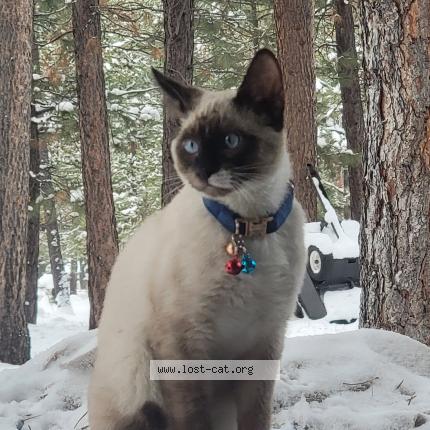 Photo 1/1 Dudley Chat perdu à La pine