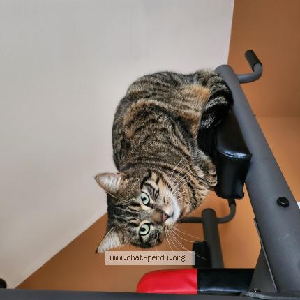 Photo de chat perdu à Larnaud