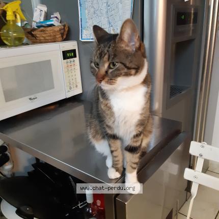 Photo de chat perdu à Paris