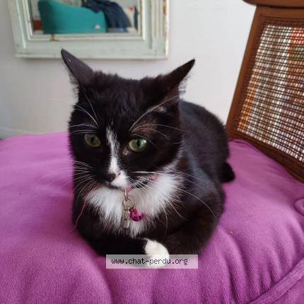 Photo de chat perdu à Montpellier