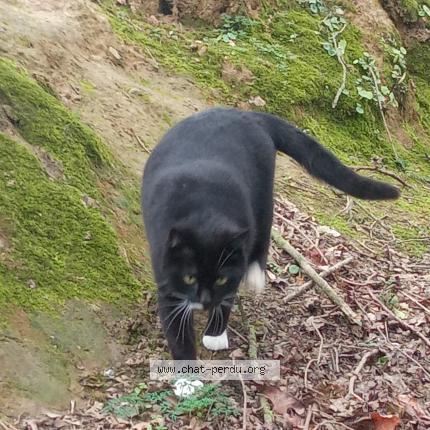 Photo de chat perdu à Lamballe