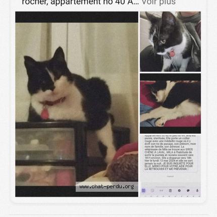 Photo de chat perdu à Laval
