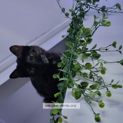 Photo de chat perdu à Sorigny