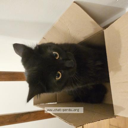 Photo 1/1 Chat retrouvé Perdu à Cesson