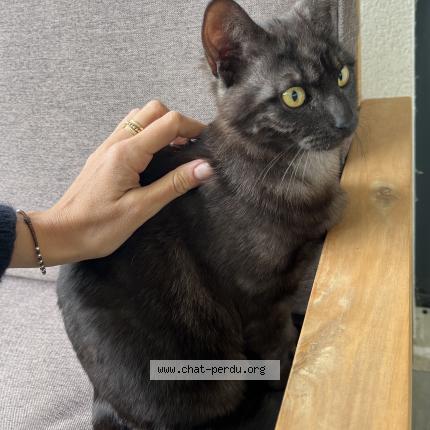 Photo de chat trouvé à Reims