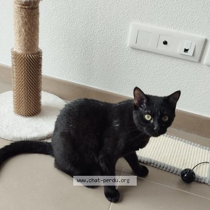 Photo de chat perdu à Eysines