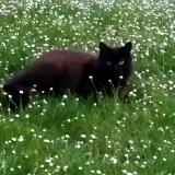 Photo de chat perdu à Ormoy Le Davien