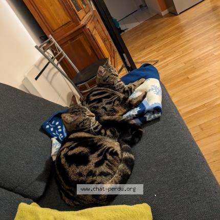 Photo de chat perdu à Lyon