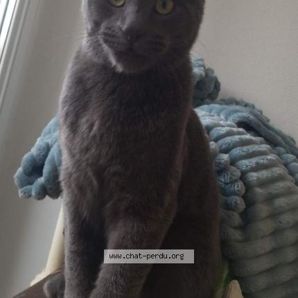 Photo 1/1 Chat retrouvé Perdu à Toulouse