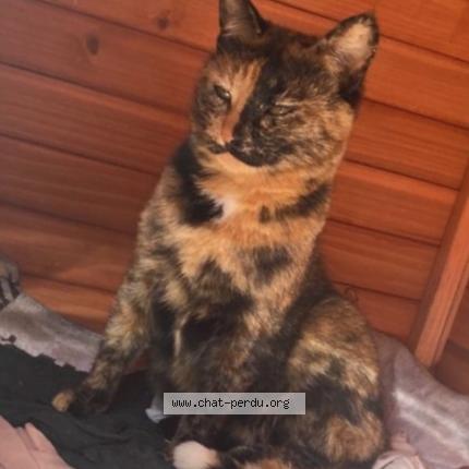 Photo 1/1 Riri Chat perdu à La roque d antheron