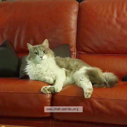 Photo de chat perdu à Roche