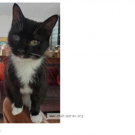 Photo 1/2 Mochi Chat perdu à Simiane collongue