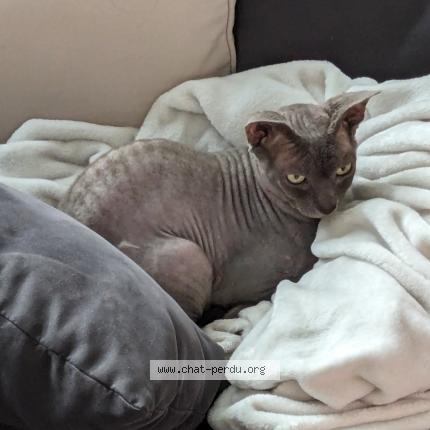 Photo 1/1 Chat retrouvé Trouvé à Epinay Sur Seine