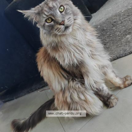 Photo de chat perdu à Orleans
