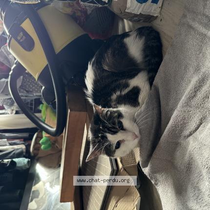 Photo de chat trouvé à Maiziere Les Metz