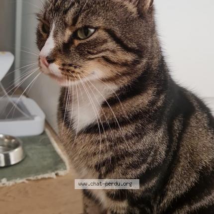 Photo de chat perdu à Marcq En Baroeul