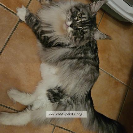 Photo 1/1 Chat retrouvé Perdu à Ecos