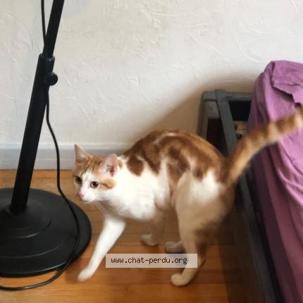 Photo de chat perdu à Vienne