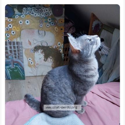 Photo de chat trouvé à Vaureal