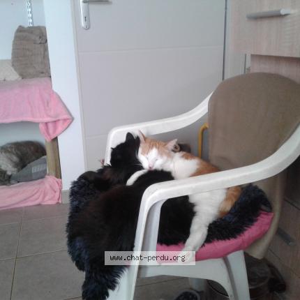 Photo 1/1 Yephouné Chat perdu à Larnas