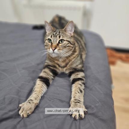 Photo 1/1 Tibou Chat perdu à Ernee